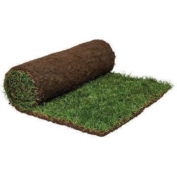 Picture of Natural Lawn Turf (Price per m2)
(Available for delivery only)